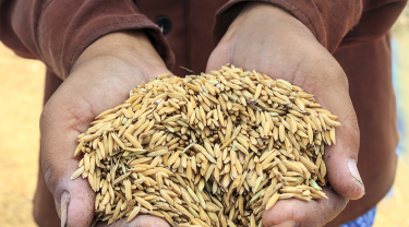 New technology could offer cheaper, faster food testing