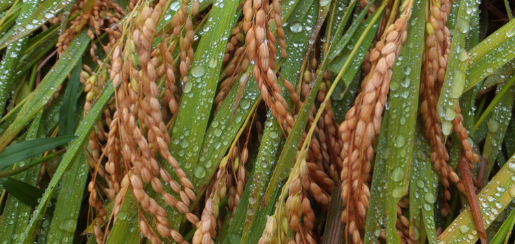 Future of Food: how J-WAFS is making a global impact