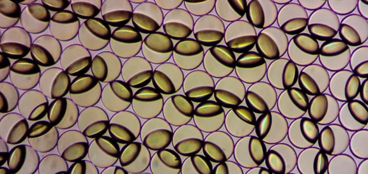 MIT ‘spinout’ seeks to transform food safety testing