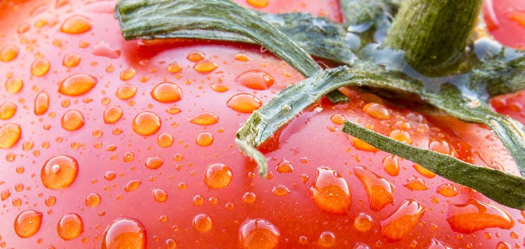 A war on waste and a spray that stays: J-WAFS cultivates innovation to address pressing food and agriculture problems