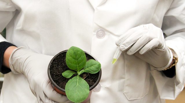 Addressing the global food challenge with nitrogen-fixing crops
