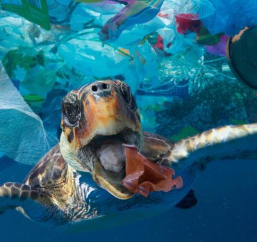 Turtle with plastic in ocean